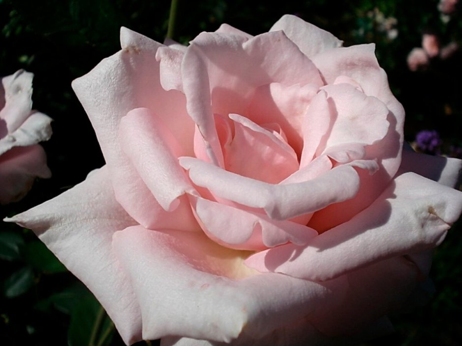 Роза чайно-гибридная Мархенкёнигин