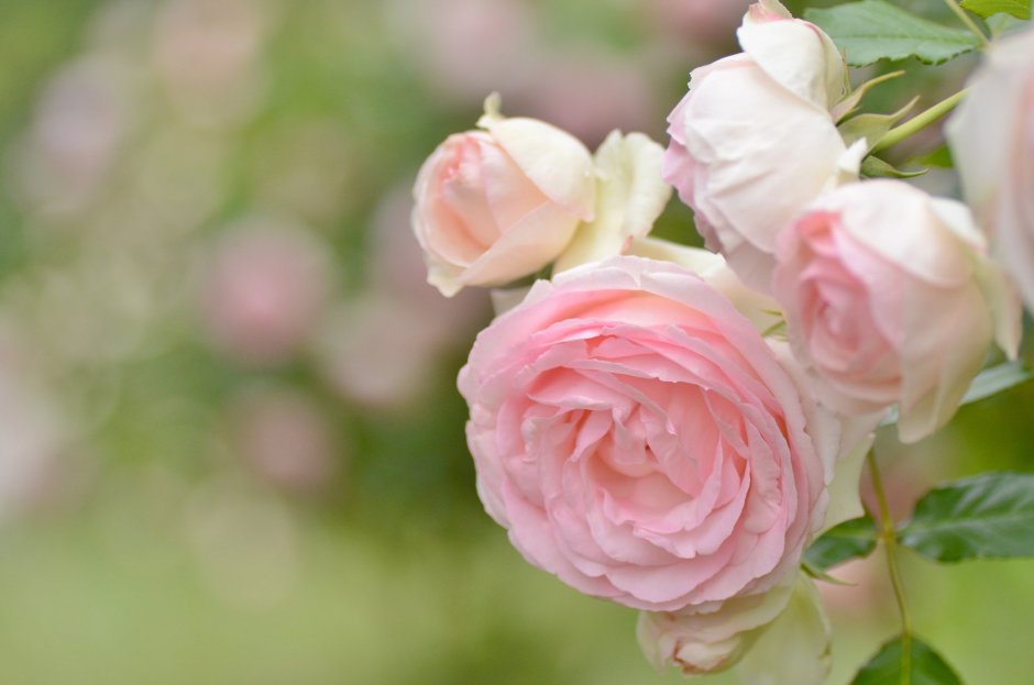 Кустовая розовая роза макро