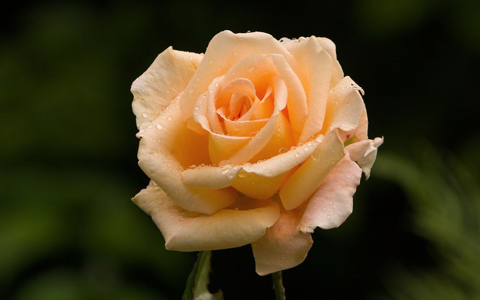 Роза Камея чайно-гибридная