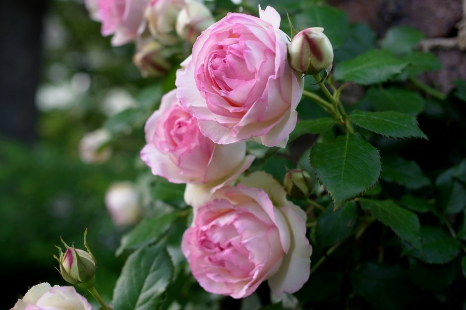 Роза розовая Садовая