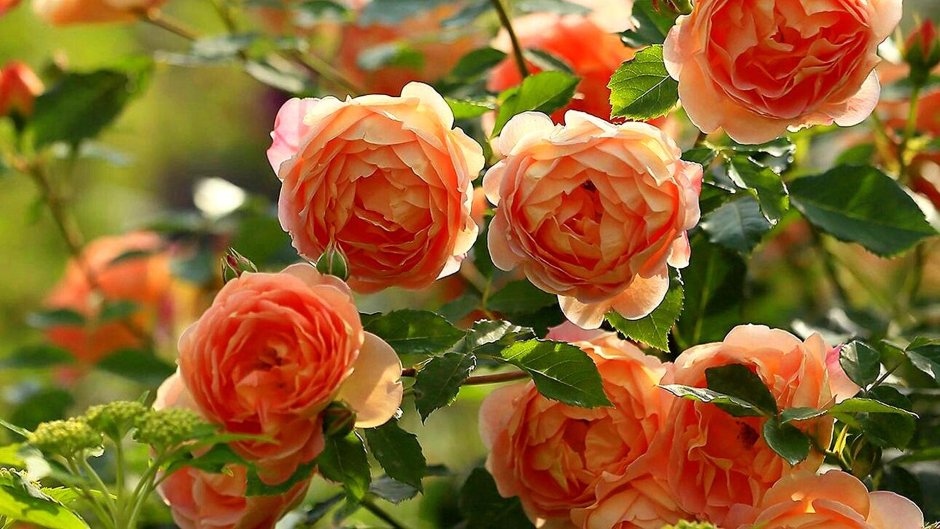 Розы плетистые Розен Гарден
