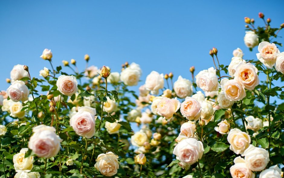 Роза белая кустовая Садовая