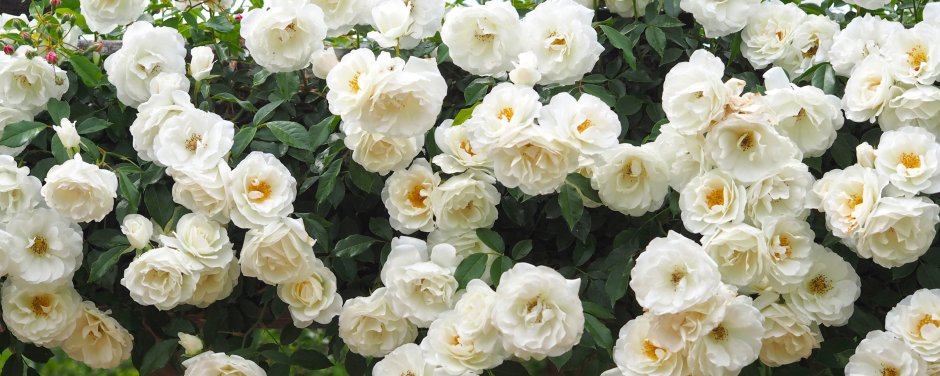 Кусты с белыми розами полностью