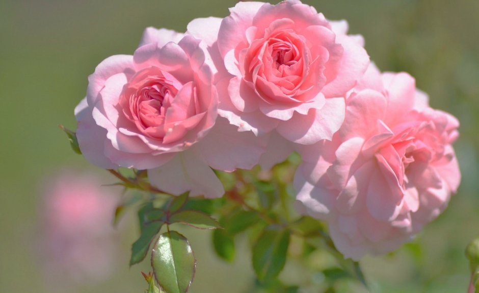 Чайная роза нежно розовая