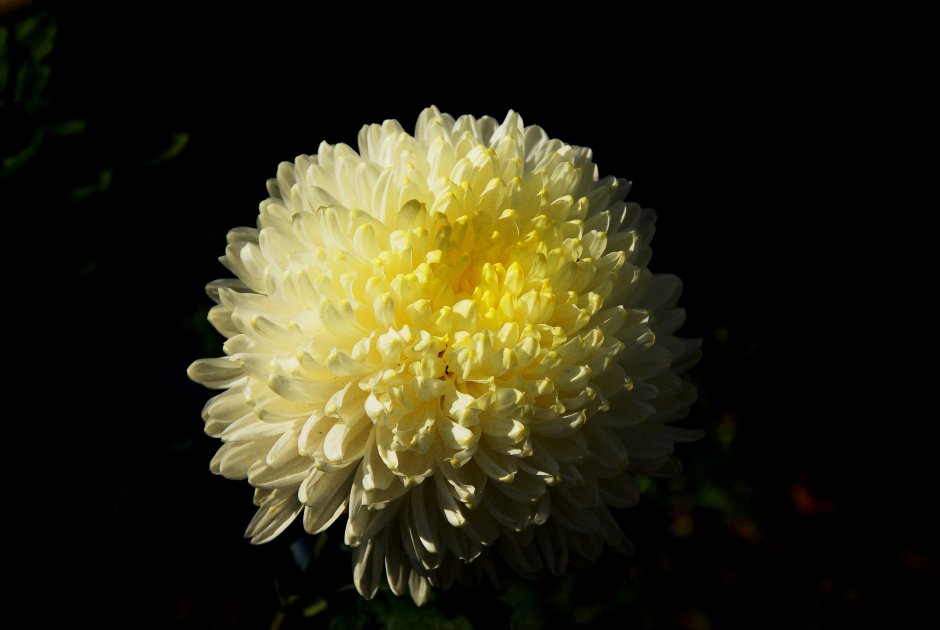 Хризантема creamiest White