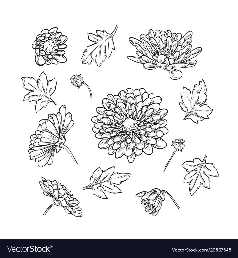 Лист хризантемы рисунок