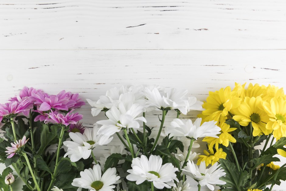 Фотофоны цветы хризантемы