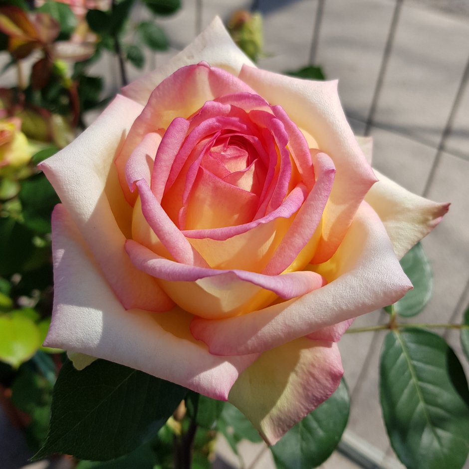 Энн вандерлав роза