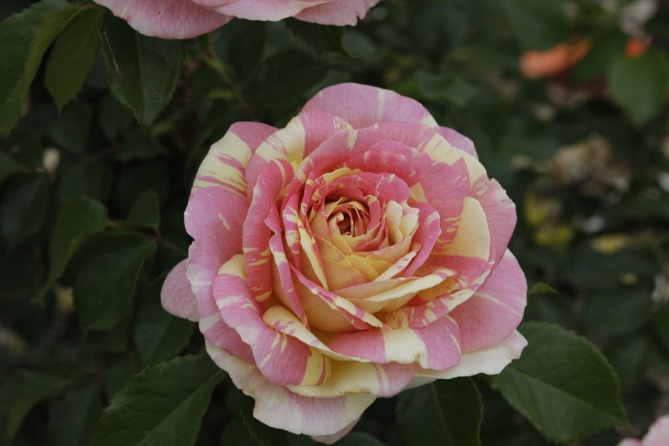Portland Rose du roi роза