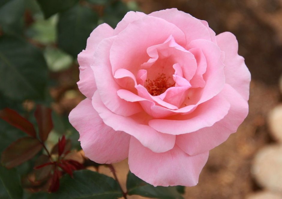 Роза грандифлора Queen Elizabeth