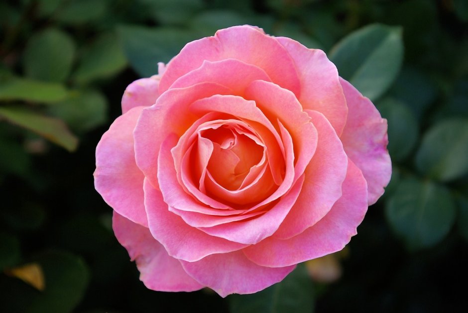 Розовая роза со светлым реверсом