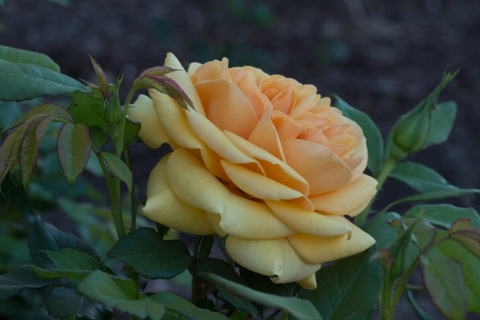 Роза Голден грандифлора