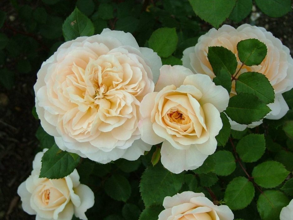 Роза английская кустовая Tchaikovski
