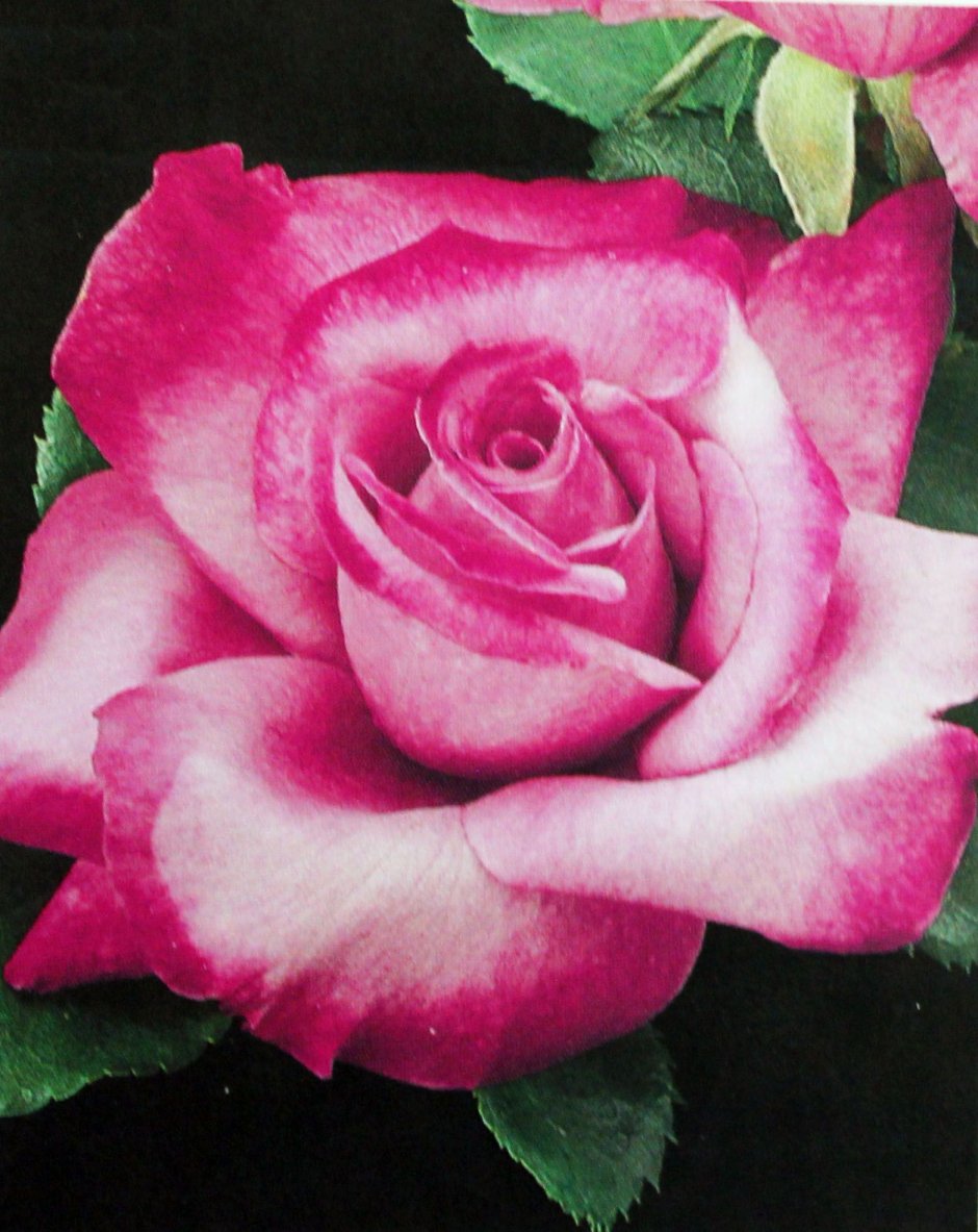 Роза Lilac blush