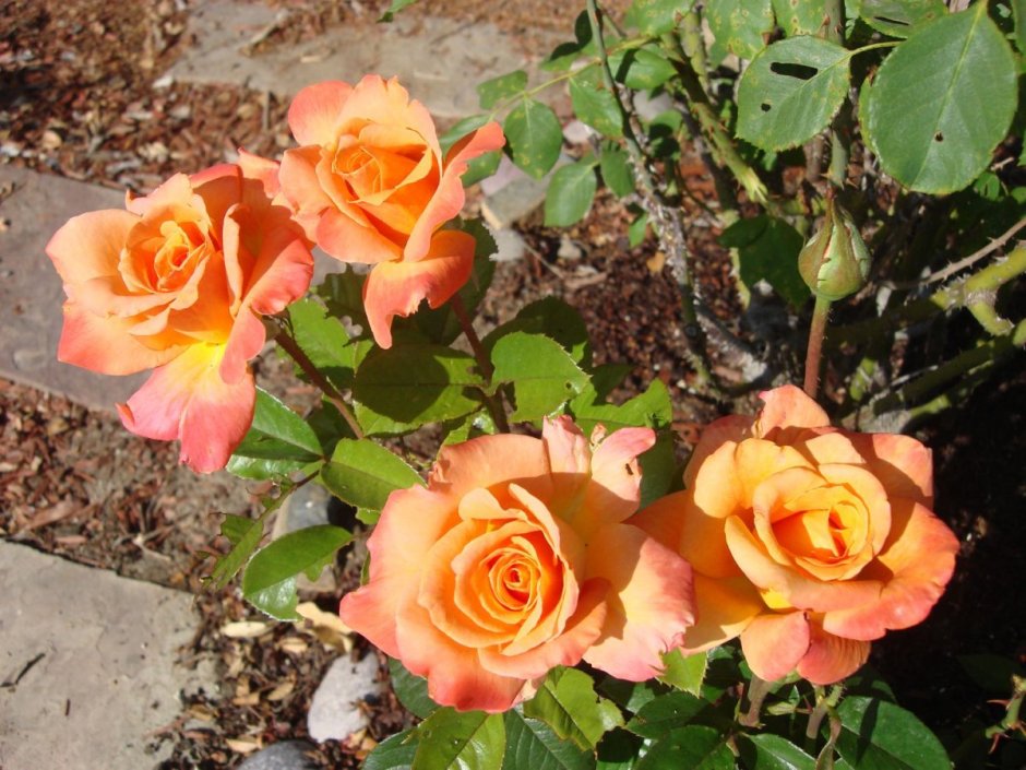 Роза грандифлора оранжевая