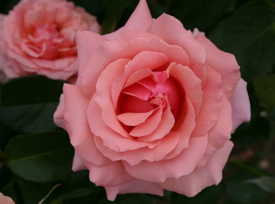 Роза грандифлора