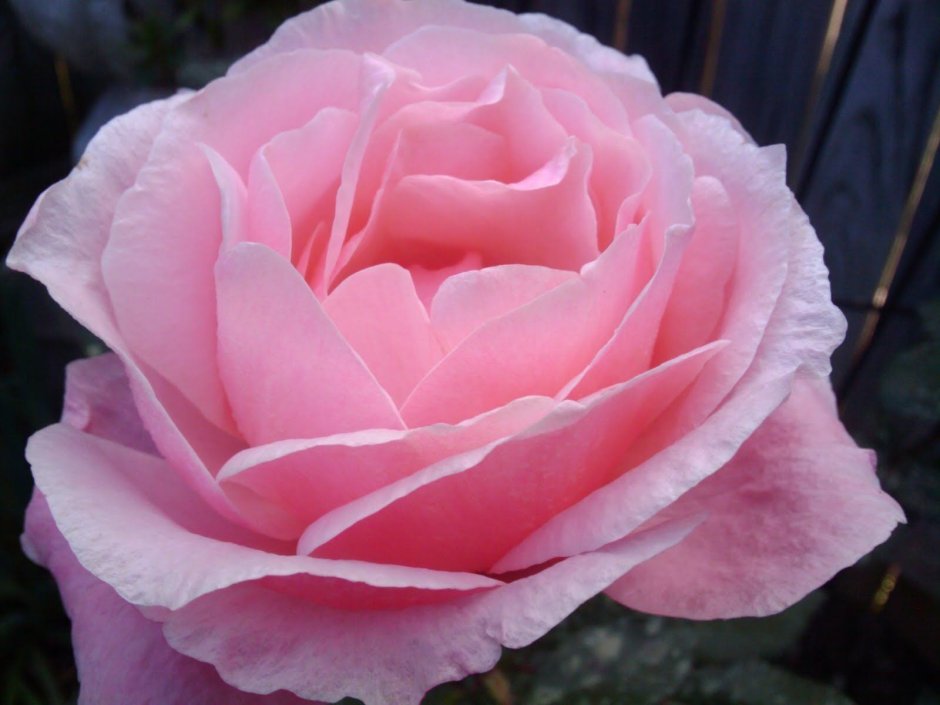 Роза грандифлора Queen Elizabeth
