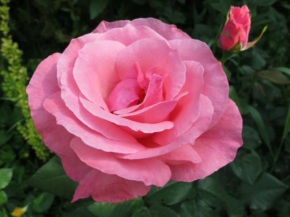 Queen Elizabeth куин Элизабет роза