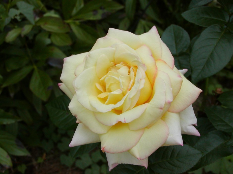 Роза Голден грандифлора