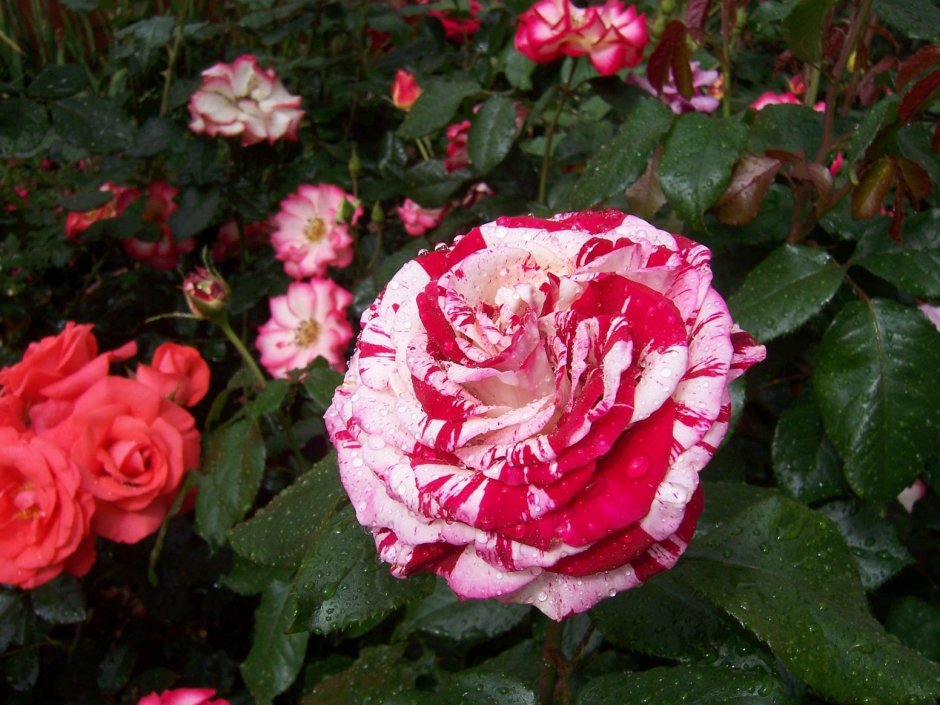 Роза грандифлора