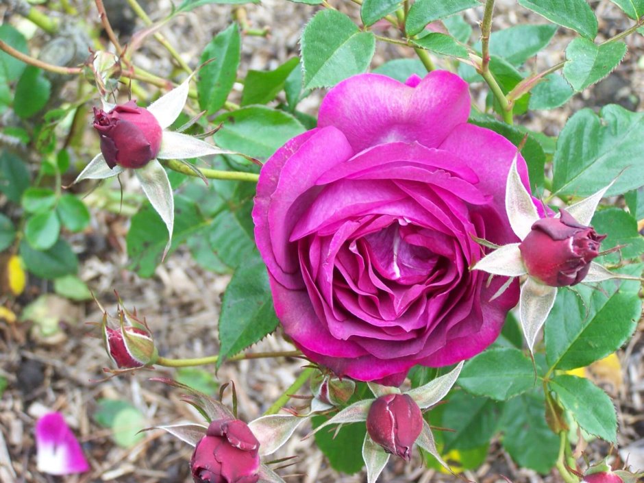 Роза Блю Эден роз