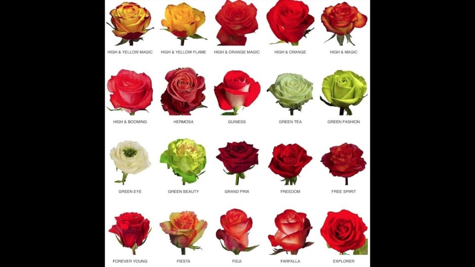Роза срезка Эквадор названия