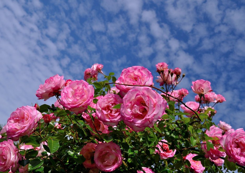 Чайная роза и кустовая роза