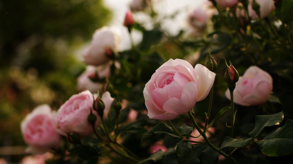 Роза кустовая марун