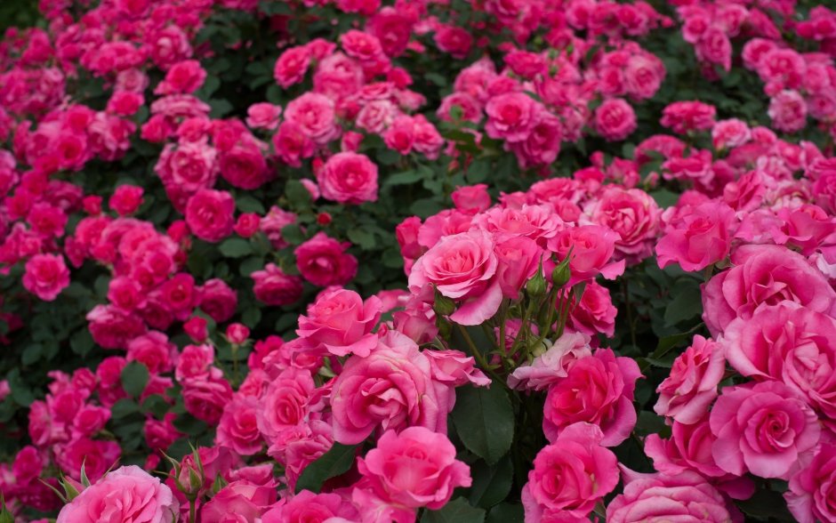 Роза кустовая Свит розанелла