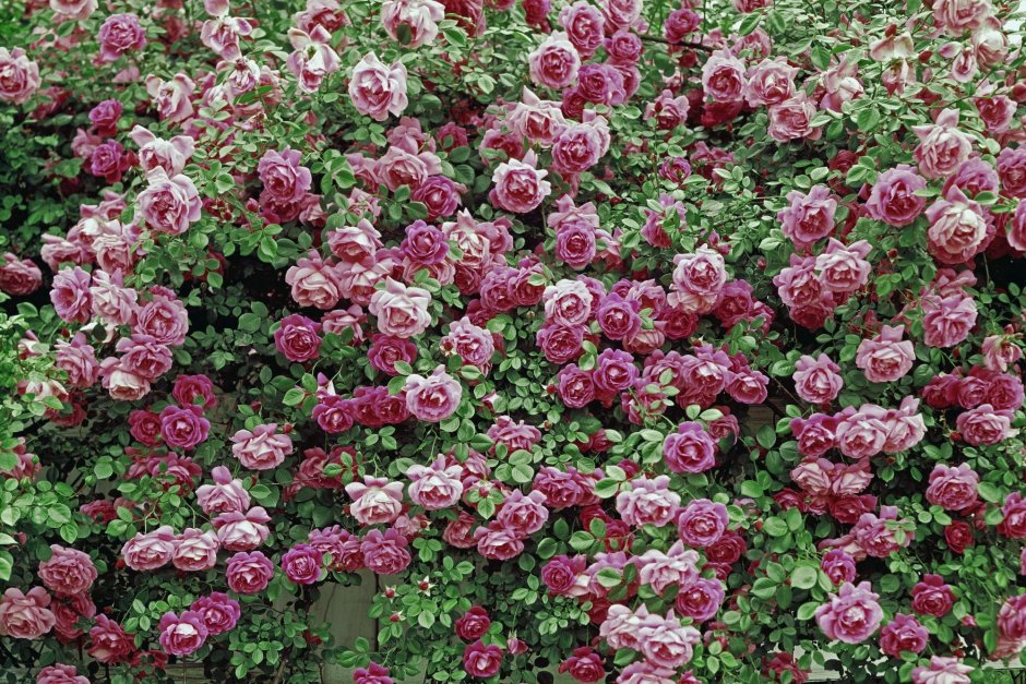 Роза кустовая розанелла
