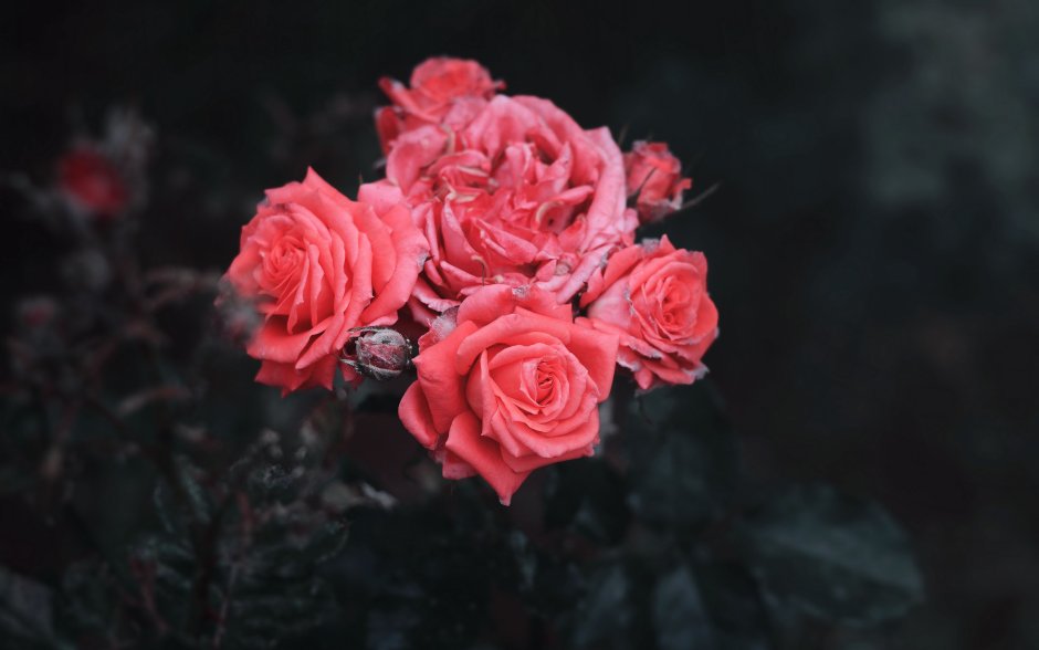 Роза флорибунда куст