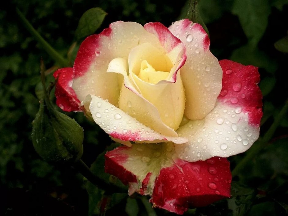 Mitsouko роза