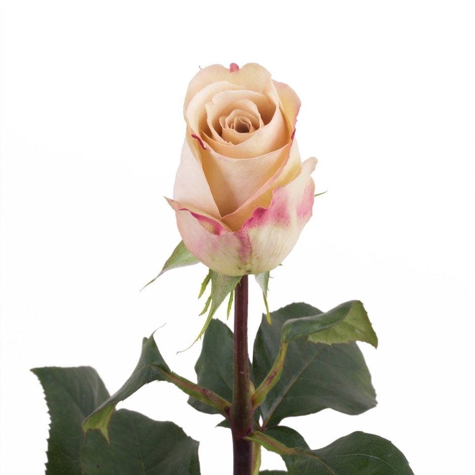Роза кустовая Salinero