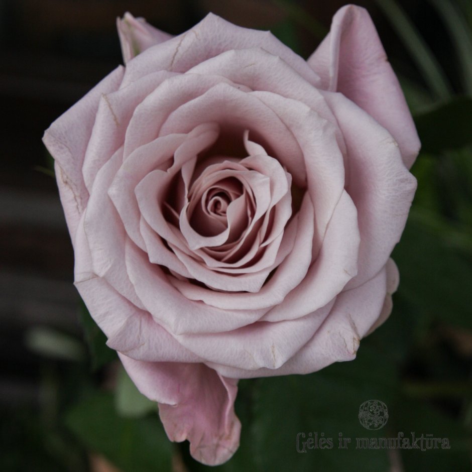 Роза menta Sideral