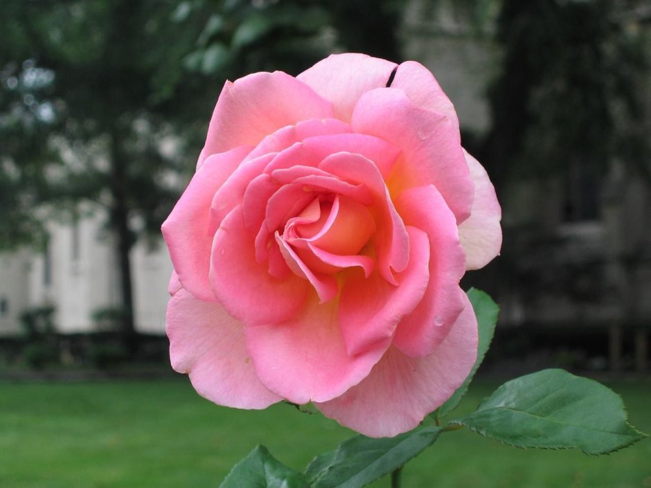 Роза роза Фасцинейшн