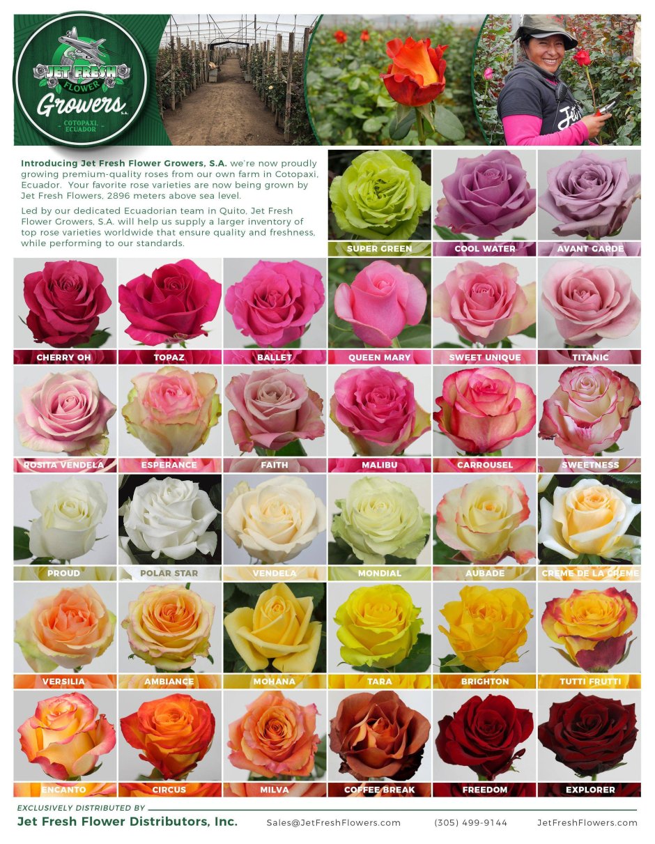 Сорта роз Эквадор