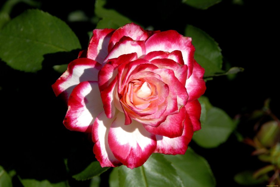 Роза белая с красной каймой сорт