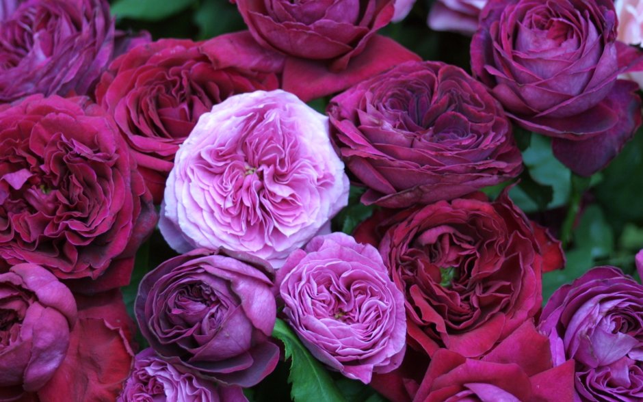 Роза плетистая пионовидная розовая