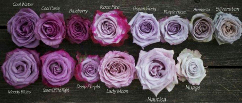 Сиреневая роза Эквадор название сорта