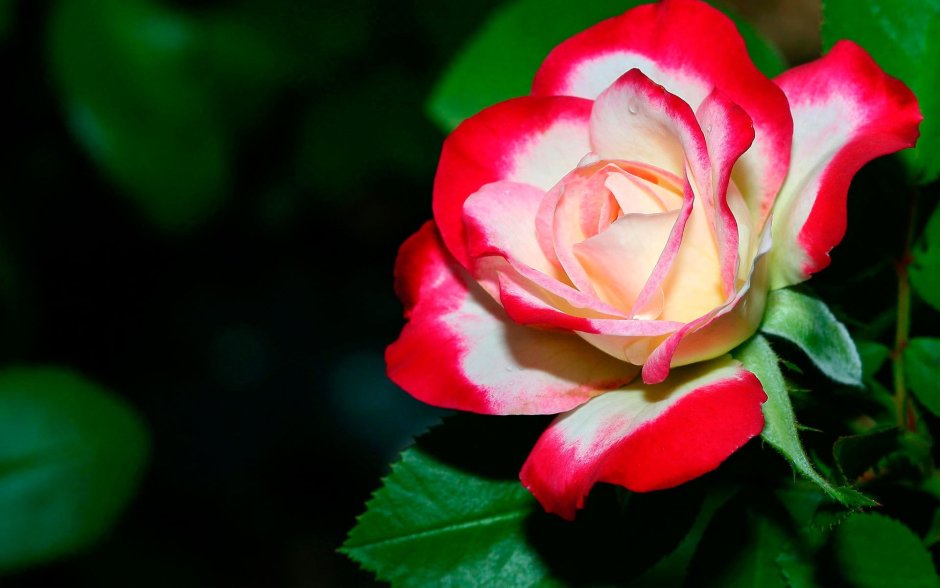 Роза белая с красной каймой сорт