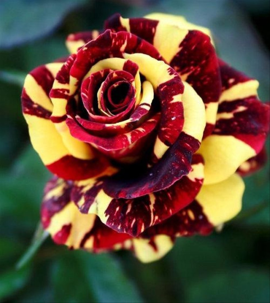 Роза тигровая Осирия