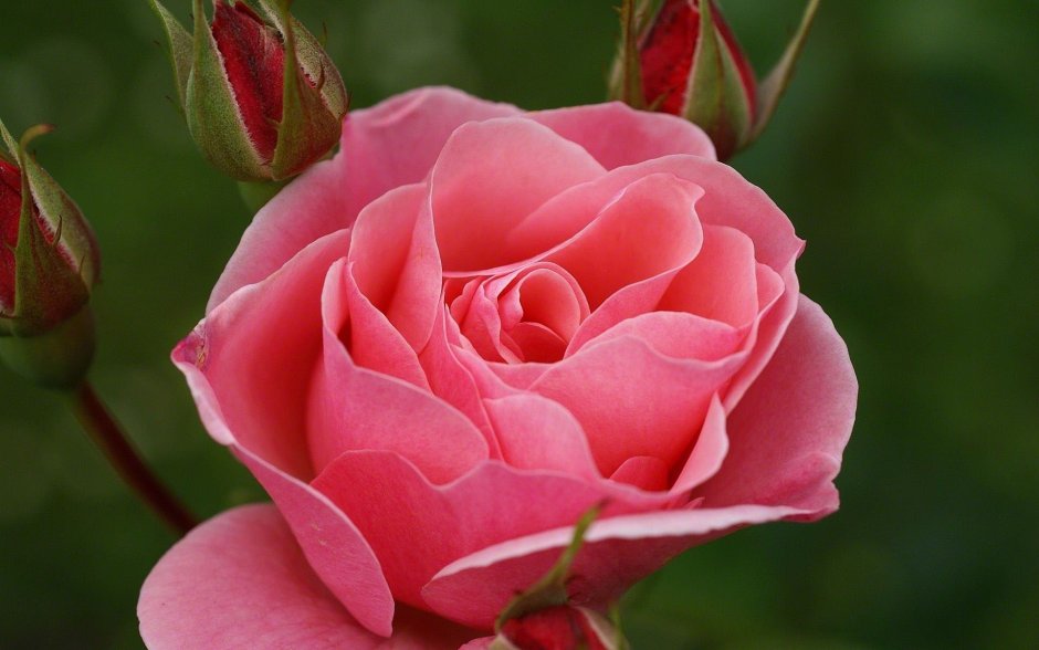 Роза Розалина