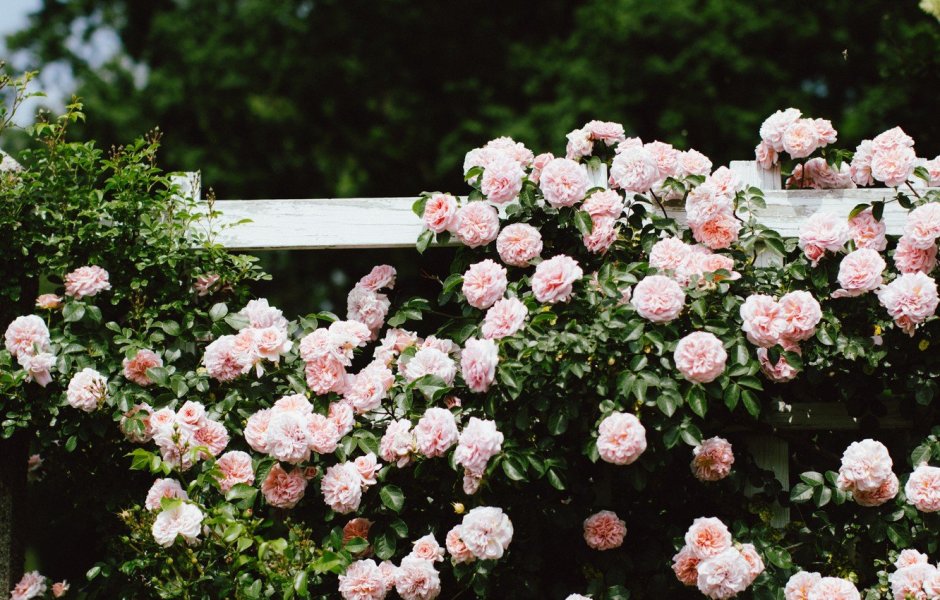 Роза плетистая пионовидная розовая