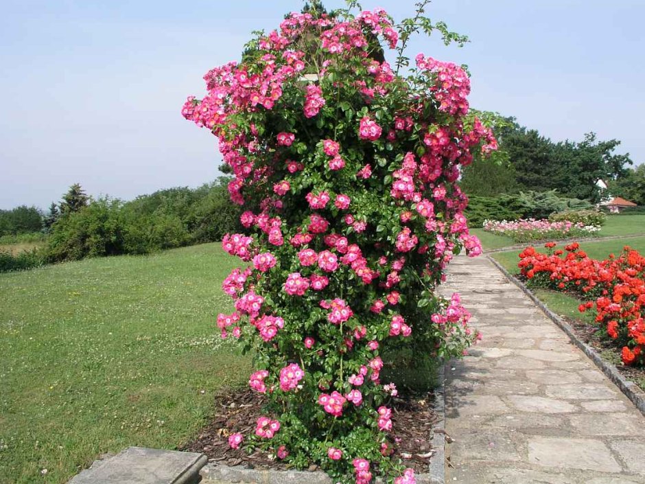 Роза Giardina плетистая (Тантау)