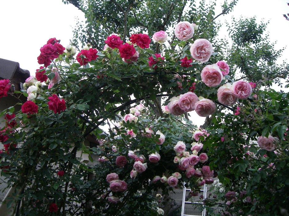 Клематис и плетистые розы
