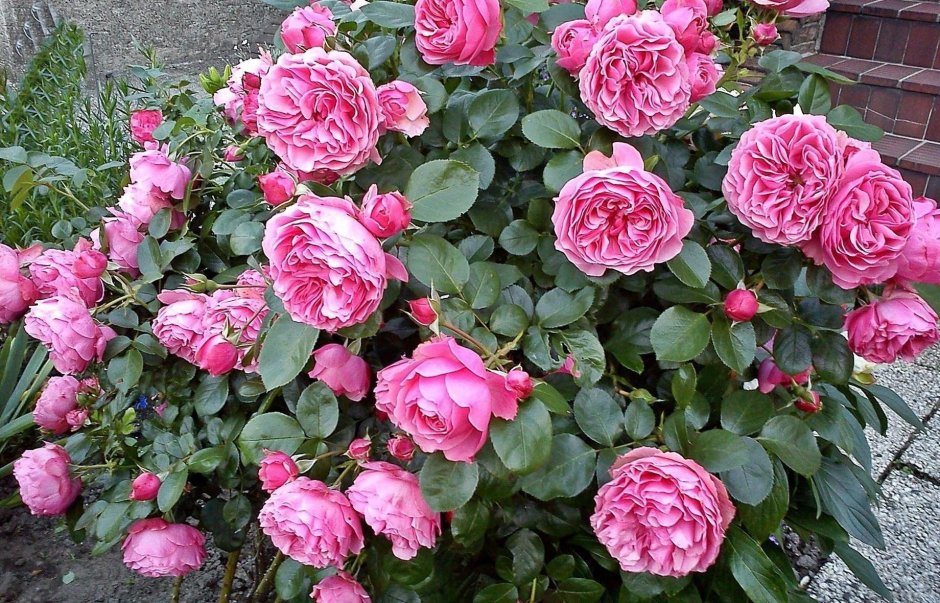 Роза плетистая декор Роуз