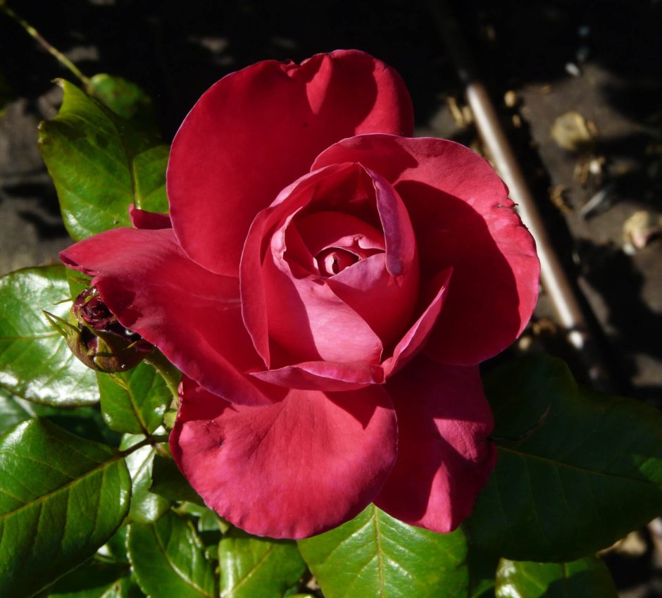 Роза чайно-гибридная ред Наоми