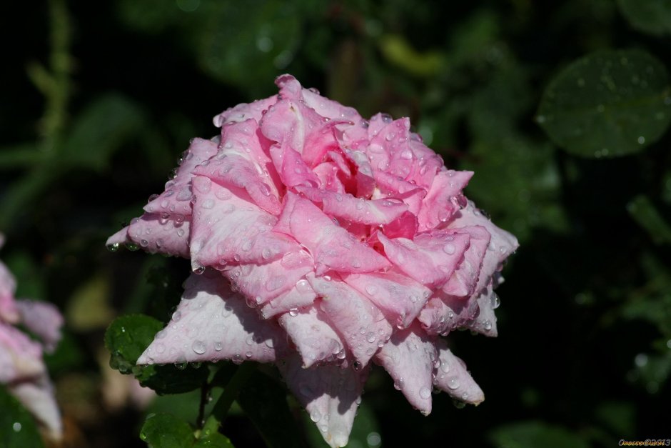 Сорт роз с вывернутыми лепестками