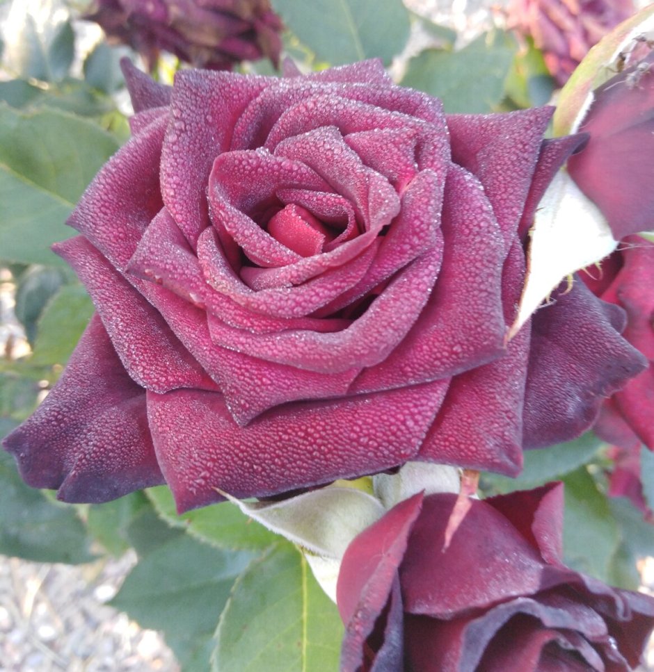 Роза пыльно розовая сорта