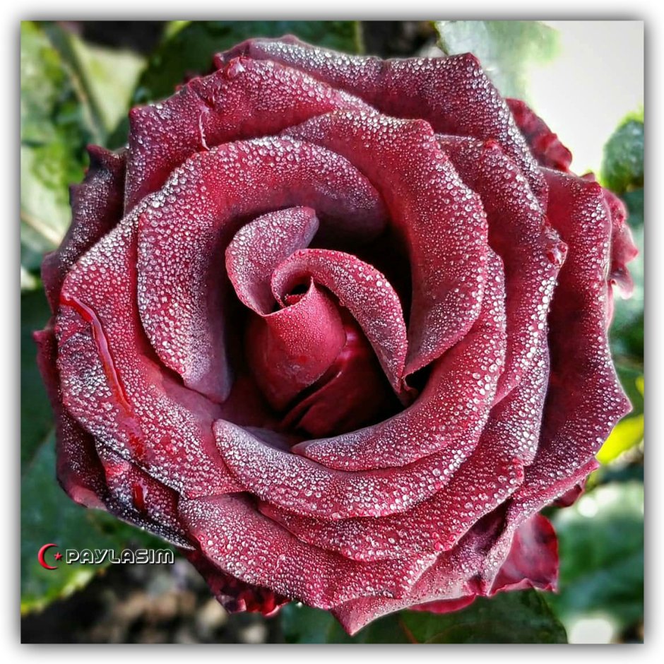 Гранвильская роза